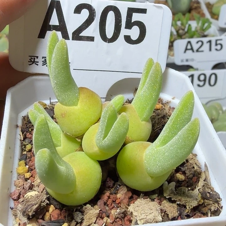 205。满28包邮肉锥