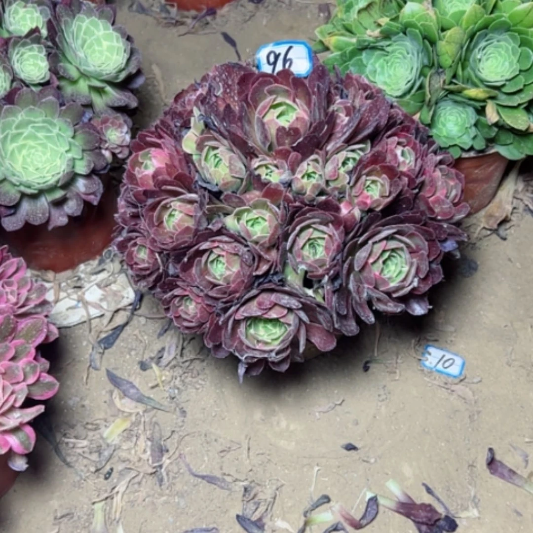 【闪购商品】多肉植物安娜96