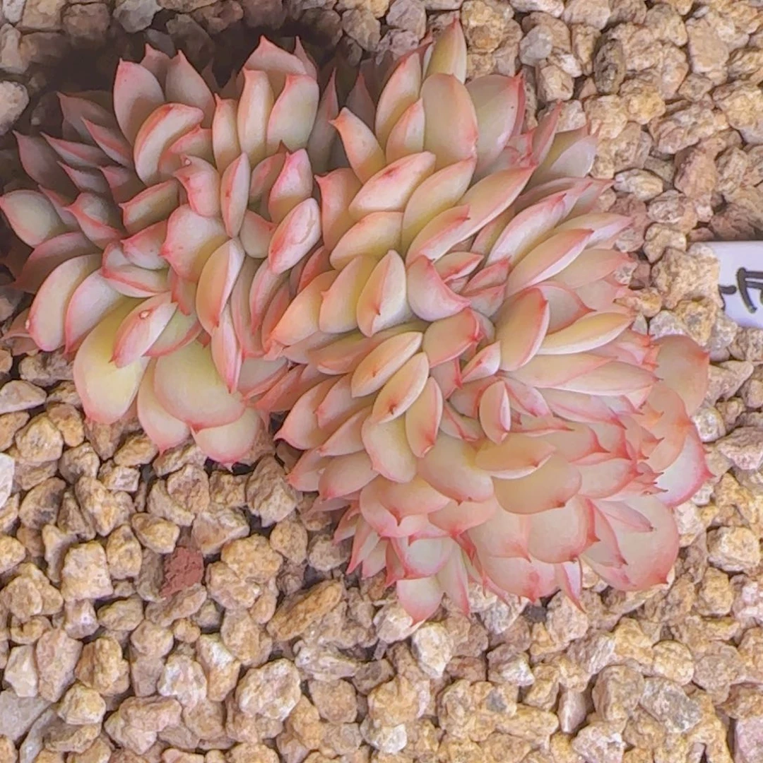 依**止依然静止寄养11111111111111111