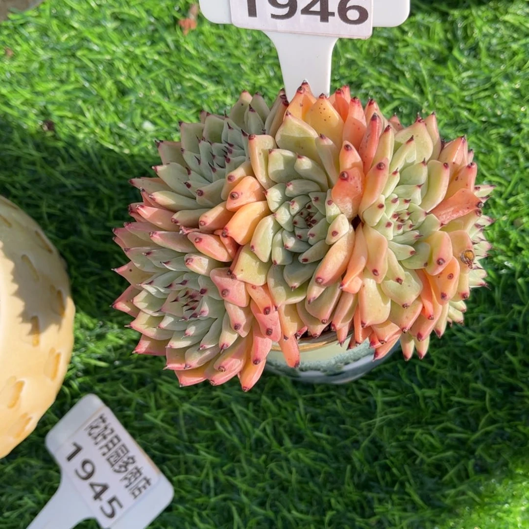 小****多肉植物1946带盆