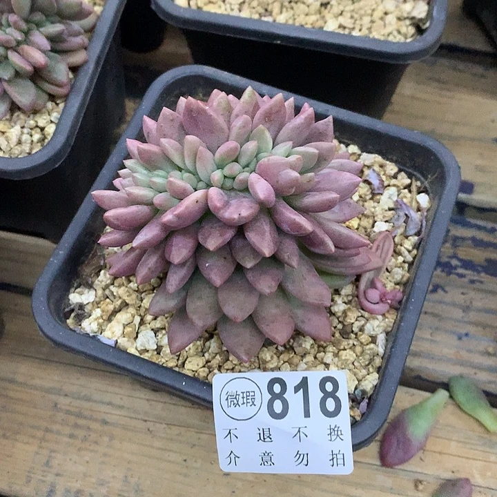 哈***好桃花源缀化 非偏远38包邮 节后发