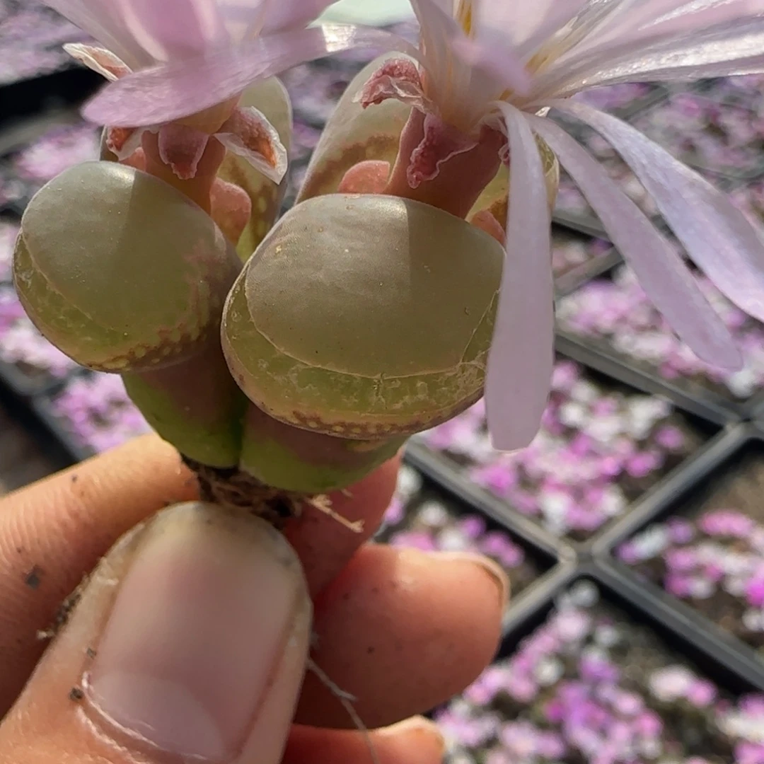 005   小疤微瑕2.8厘米大头