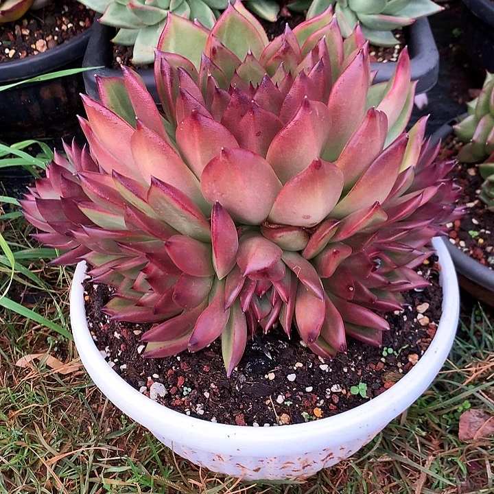 美肉特价活动开始啦