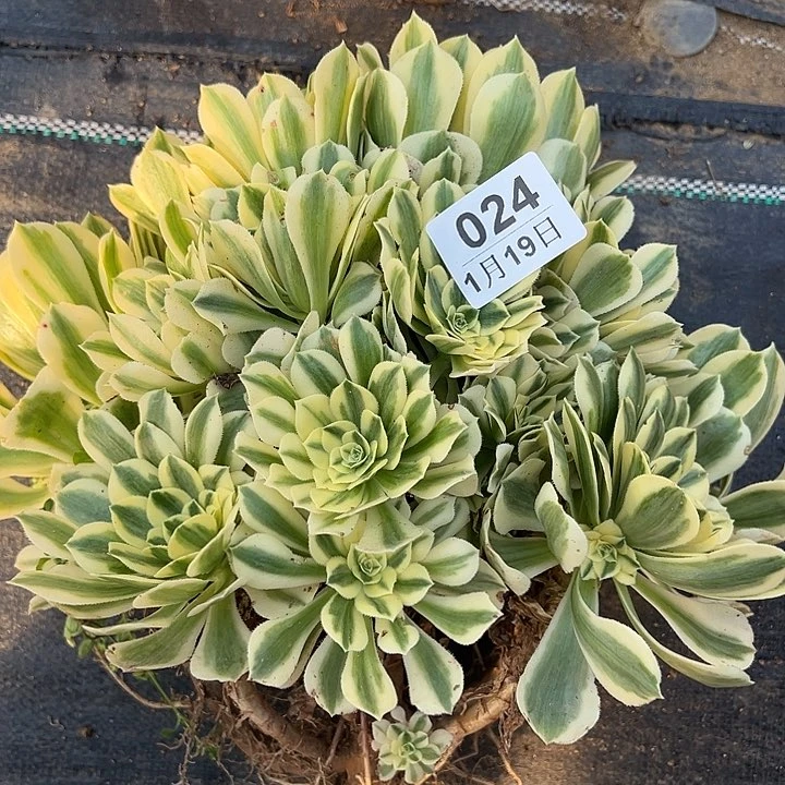 老*1.19-24迈巴赫多肉植物