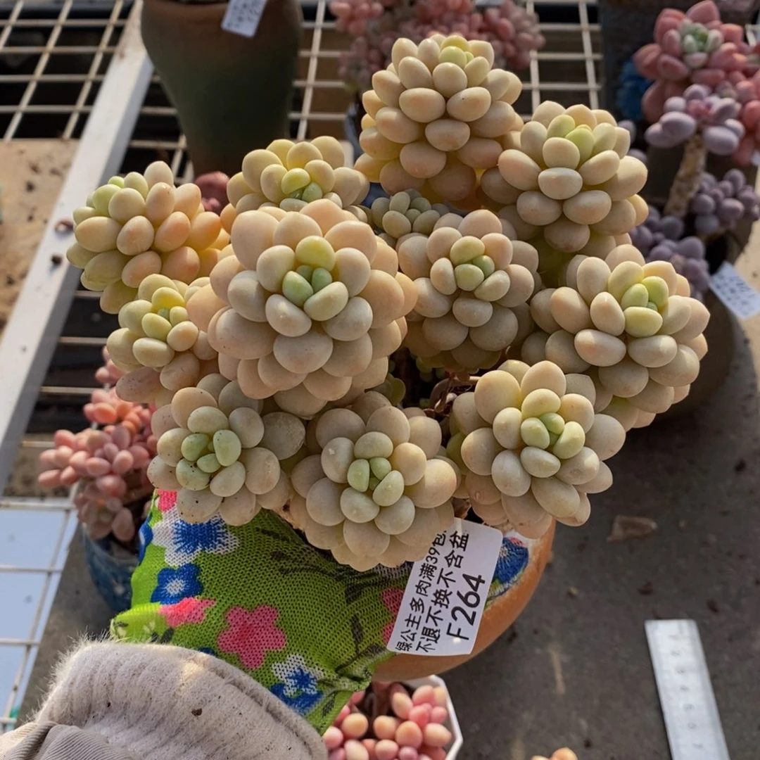 ?****洛可可264/13cm多肉