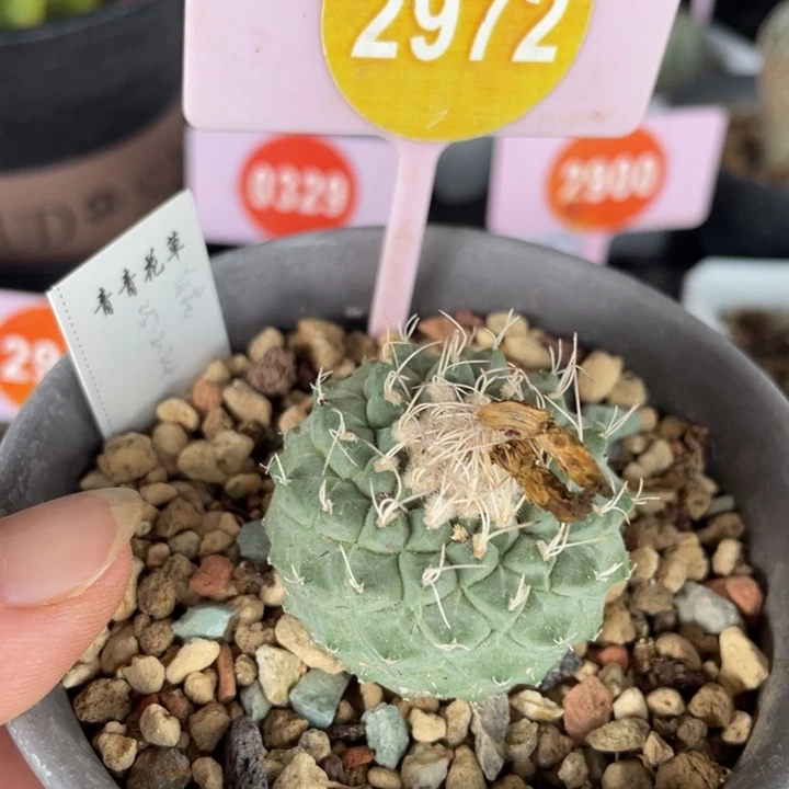 M***人实生菊水29722972