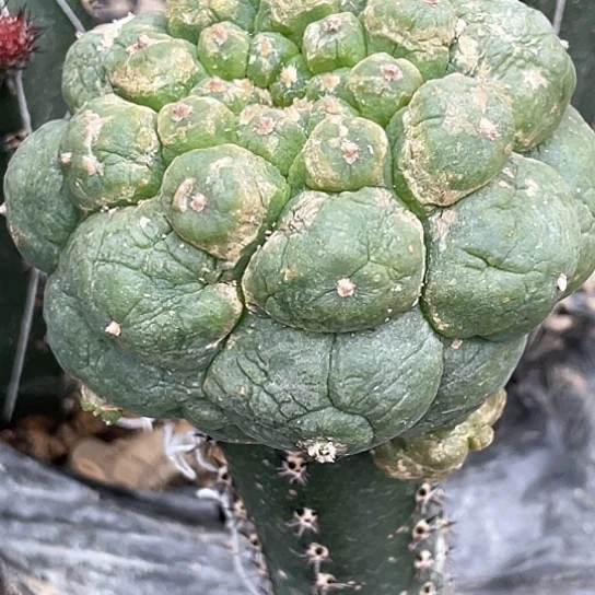 大**水大草球 袖蒲接 仙人球