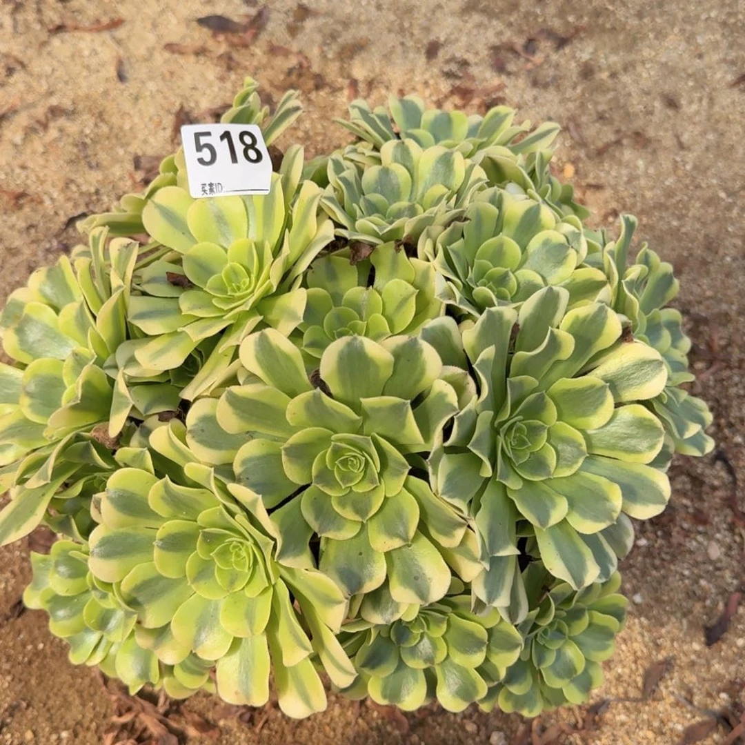518绿豆沙多肉植物