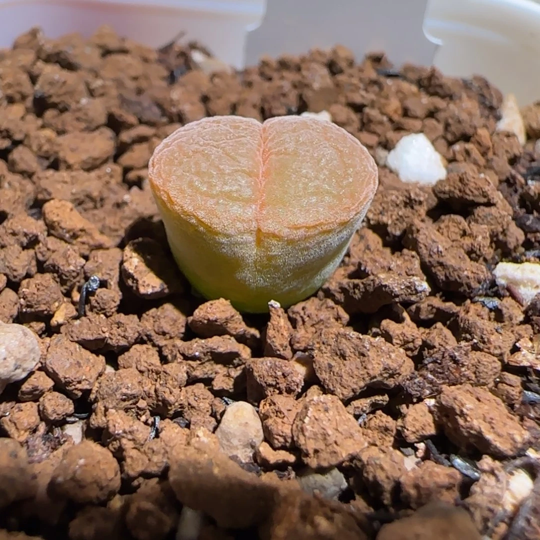 肉锥多肉植物组合-红风铃1235