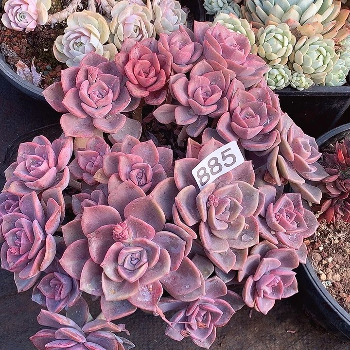 885彩虹糖一物一拍多肉