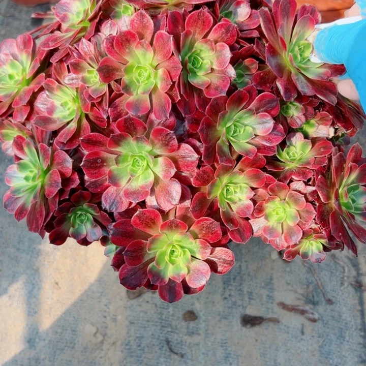 988安娜多肉植物