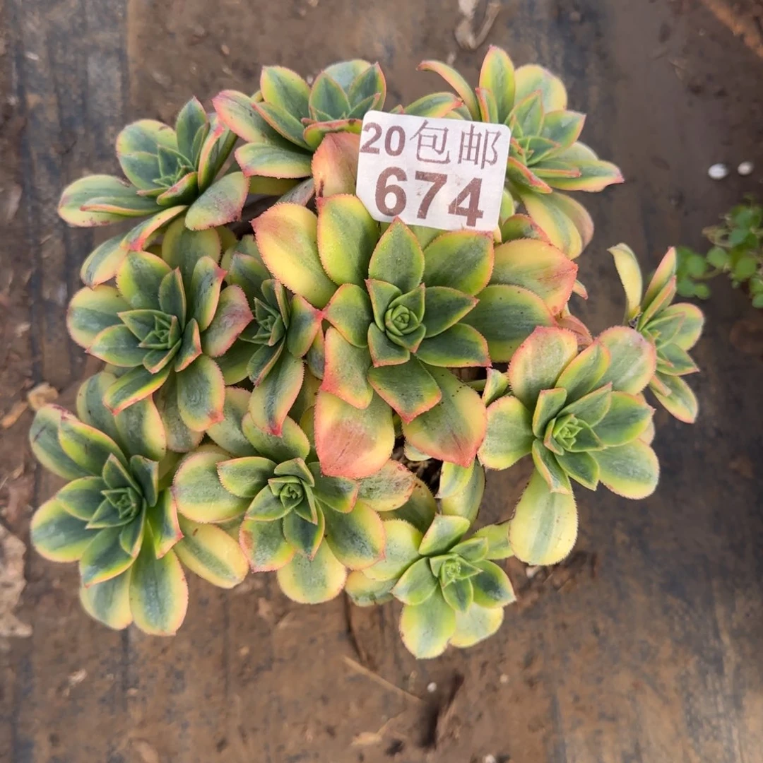 星爆674满20包邮断枝不包