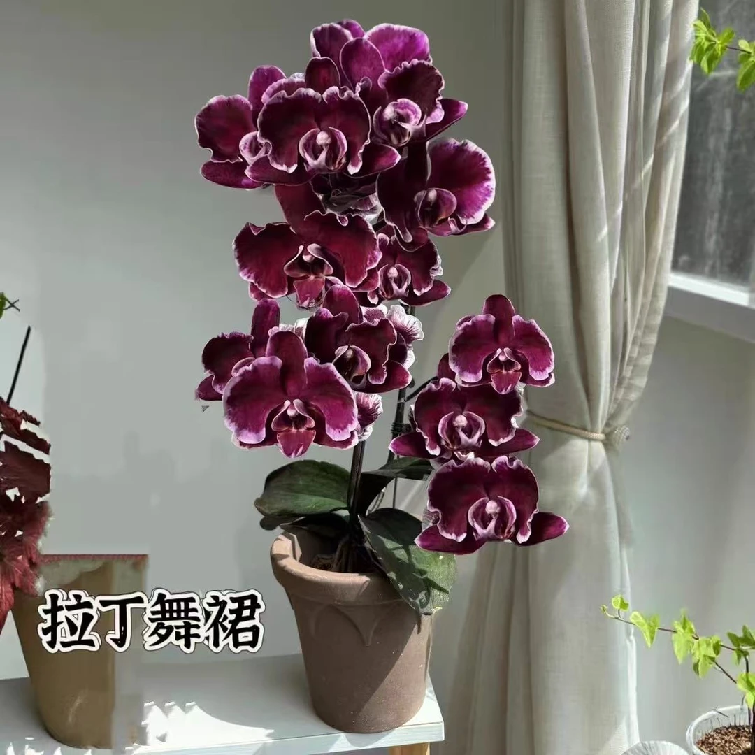 【拉丁舞裙】3.5寸单花剑黑红色系中花 高品质精品蝴蝶兰