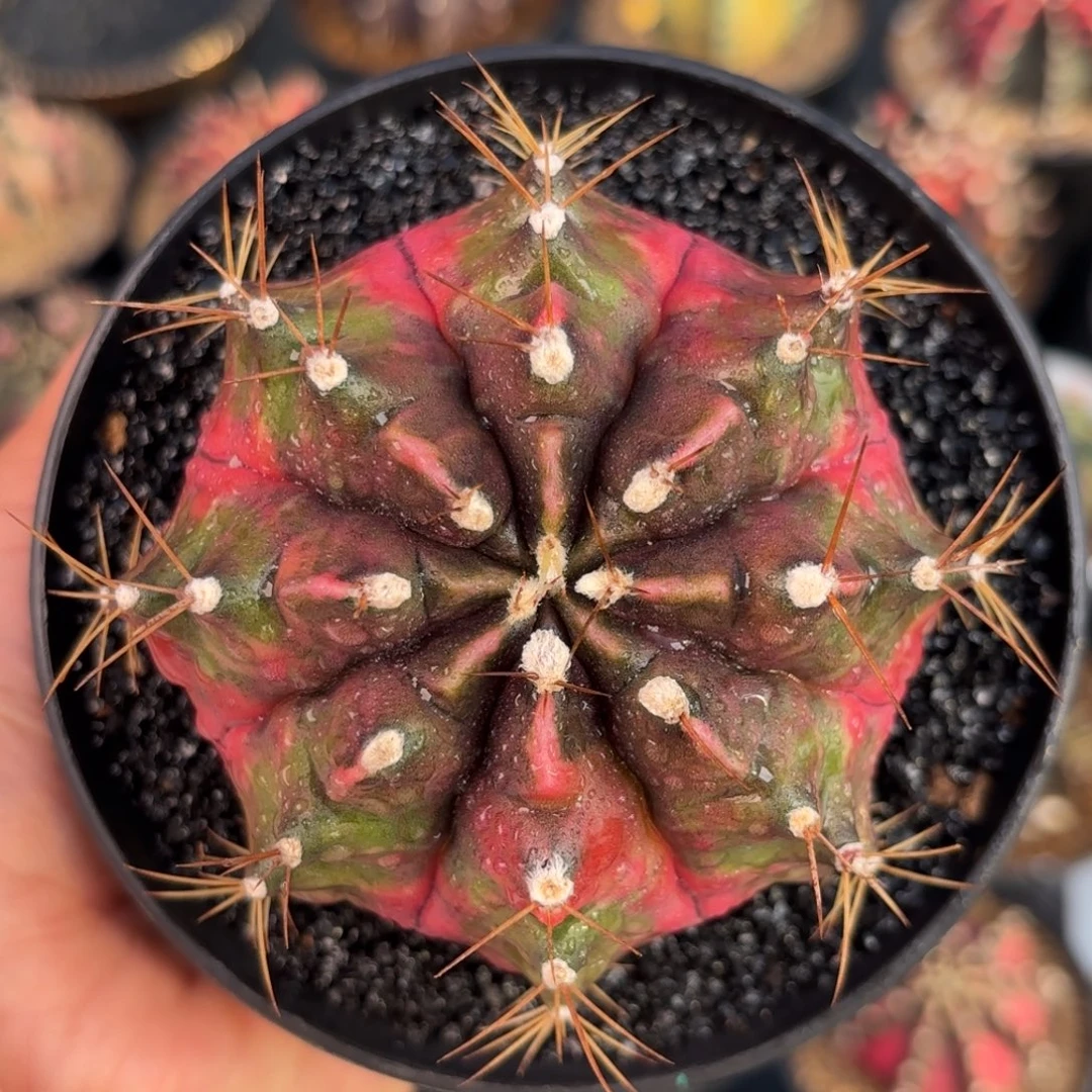 泰系米哈仙人球809