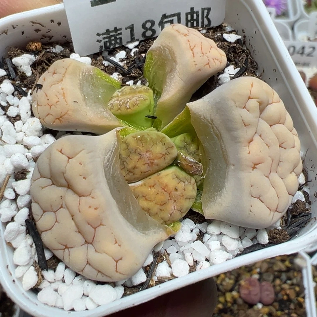 【闪购商品】 1050。