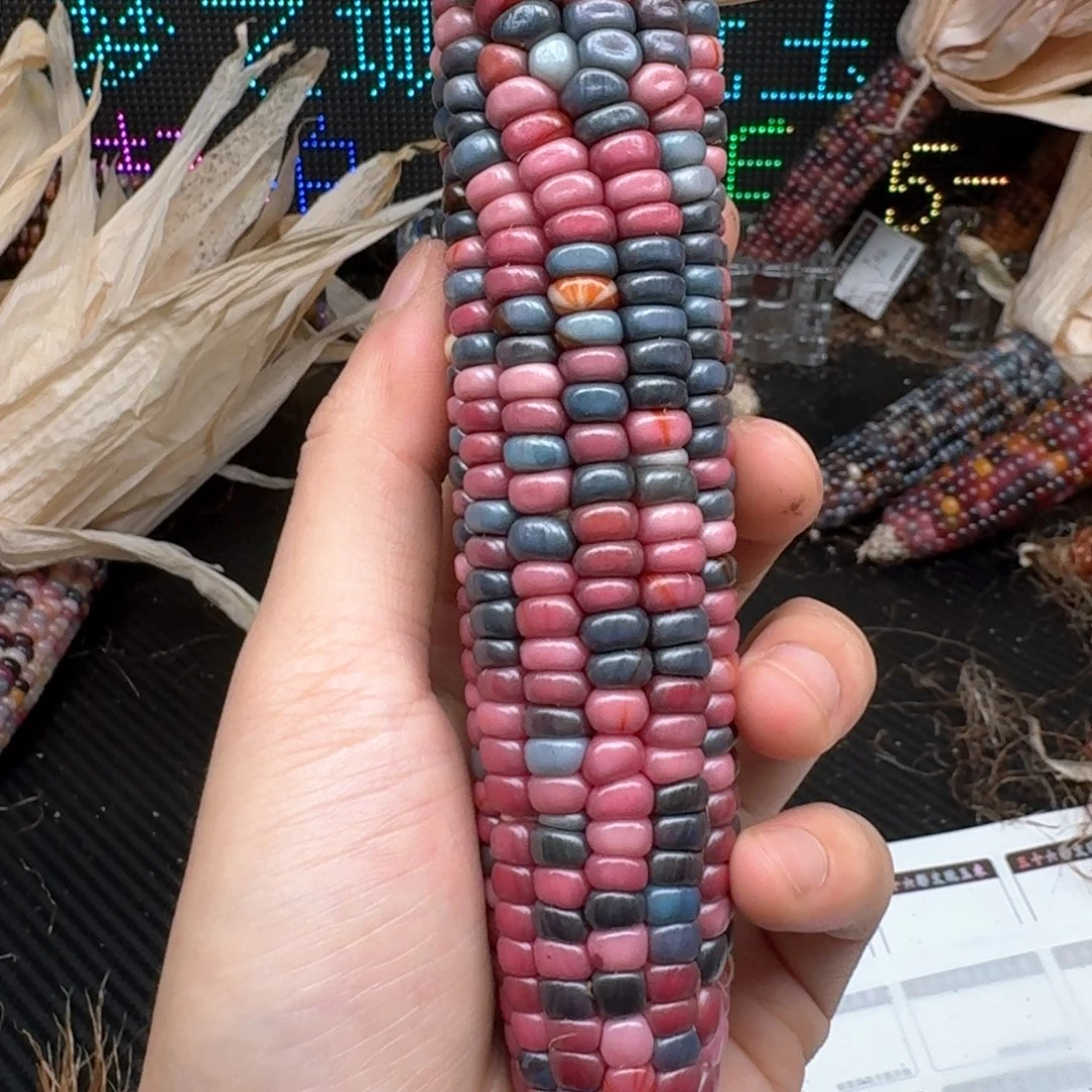 柏香籽/百香籽吊坠?****?