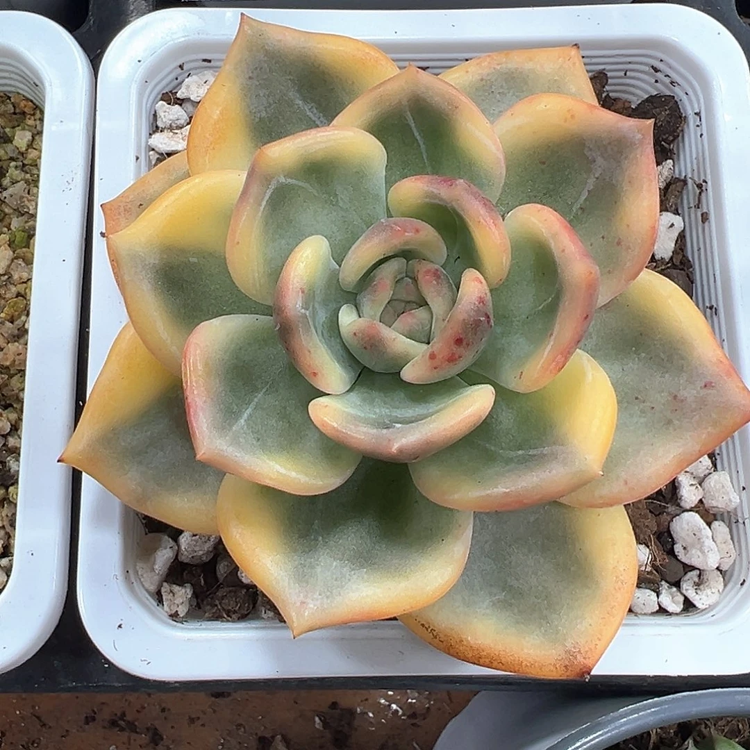 伊丽莎白锦小方花圃一单包邮非偏远