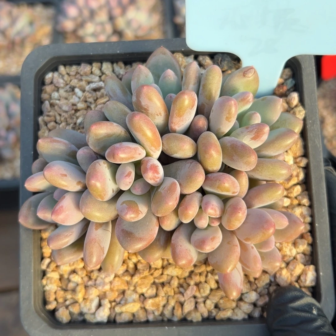 爱德蒙11111111111111