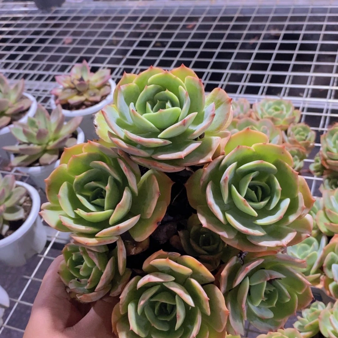 白雪公主五头起发