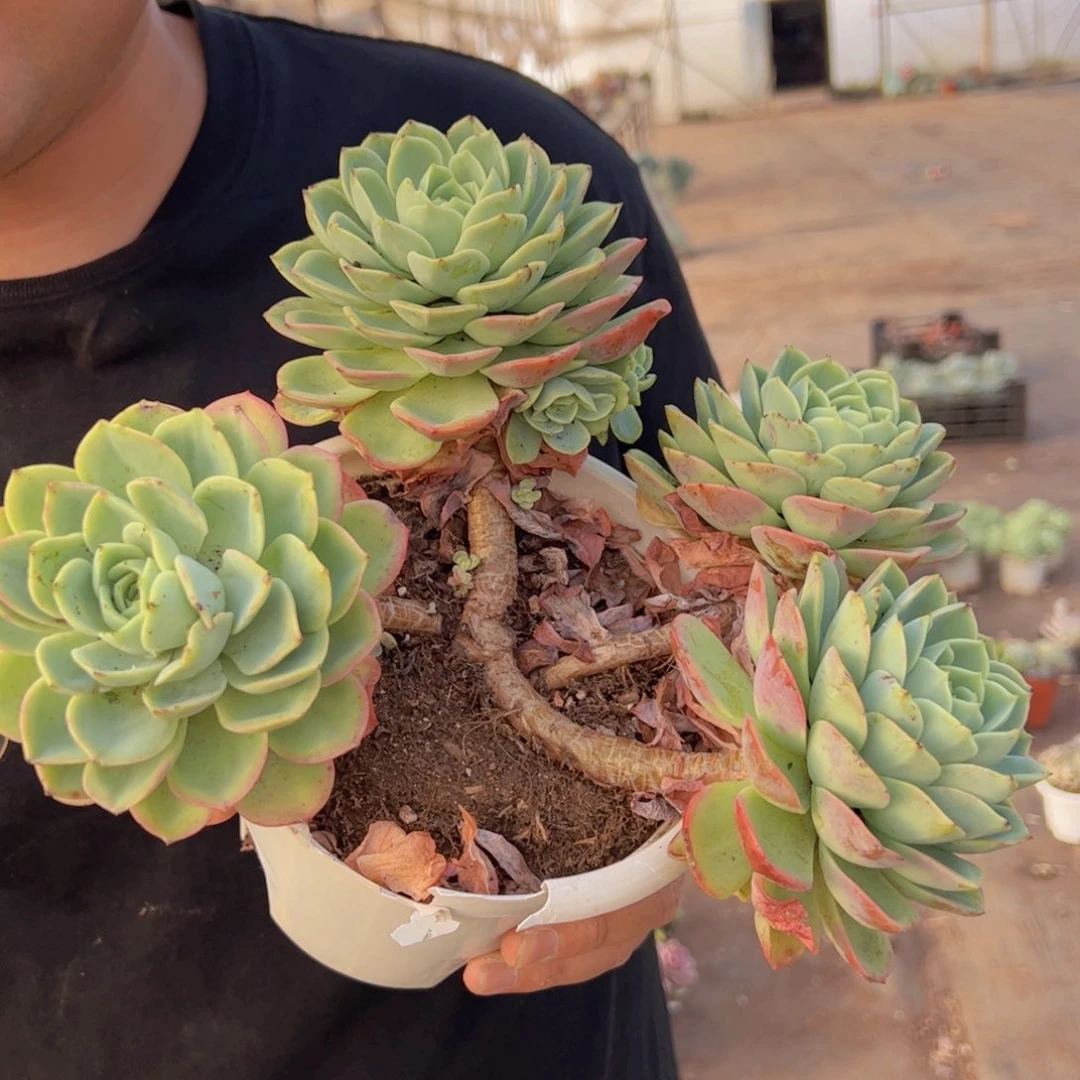 哈密瓜四大头起发老桩