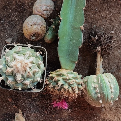 2099处理图中仙人球的