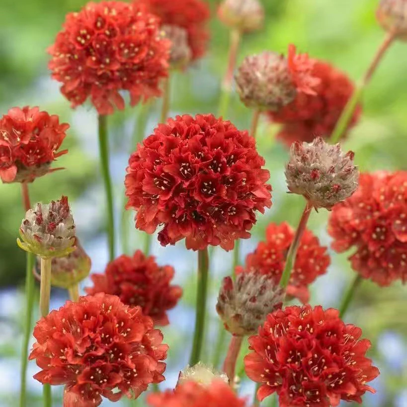 海石竹花苗室外庭院植物阳台花卉多年生四季开花耐寒观花植物