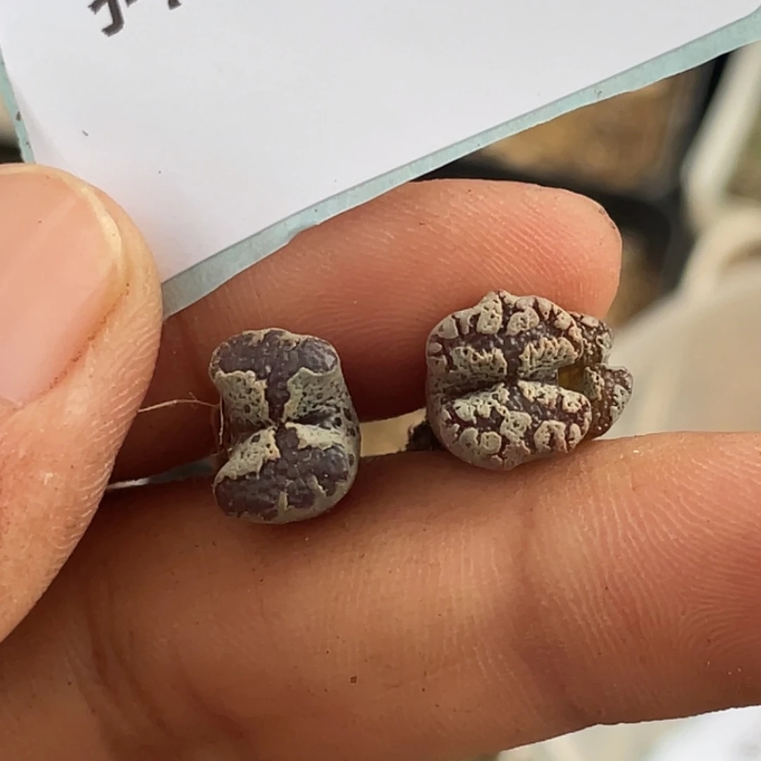 23-159勋章多肉植物