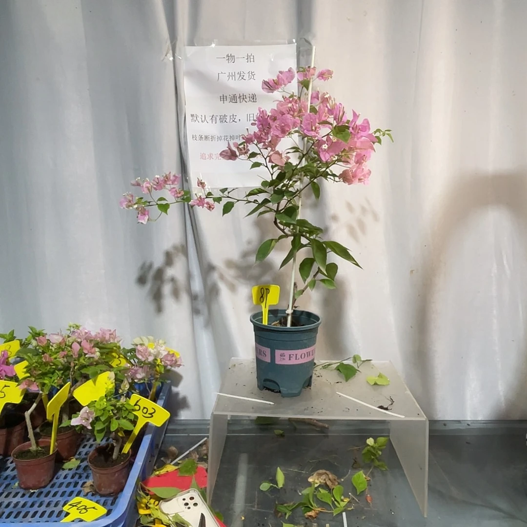 当前无花栽培后可以开花89广红樱细杆小高飘