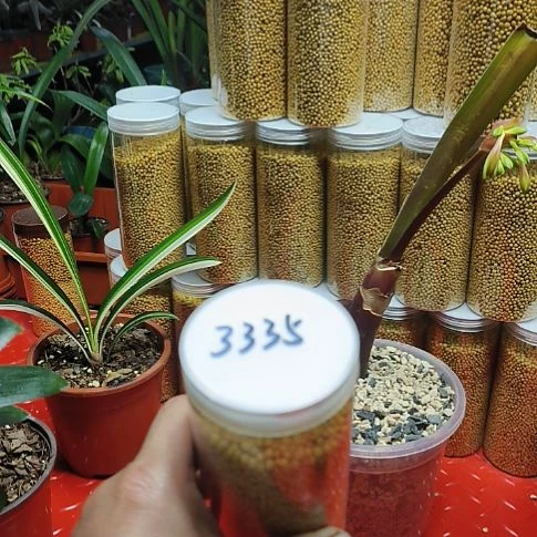 完全开放君子兰是我最喜欢的植物
