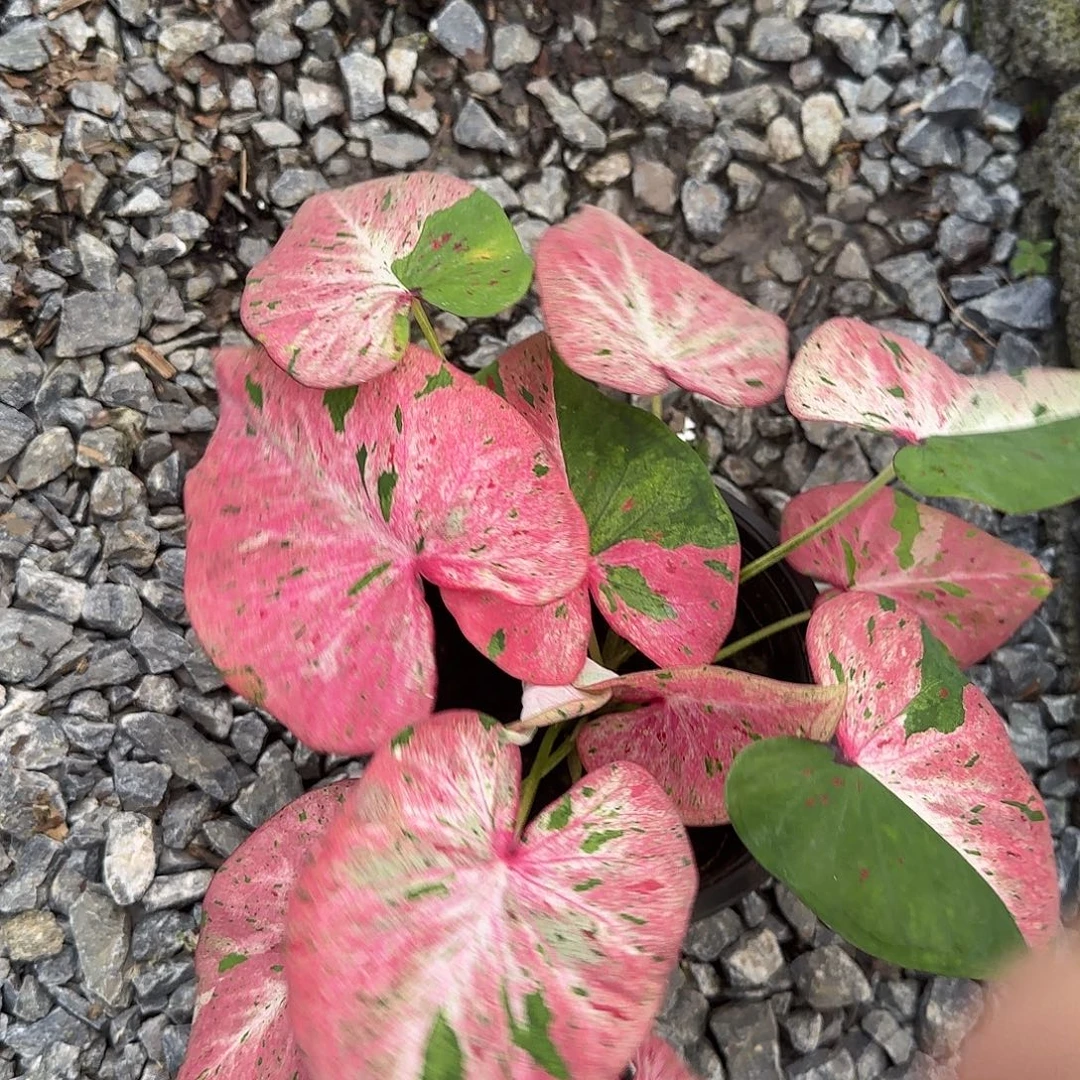 完全开放泰彩脱土发