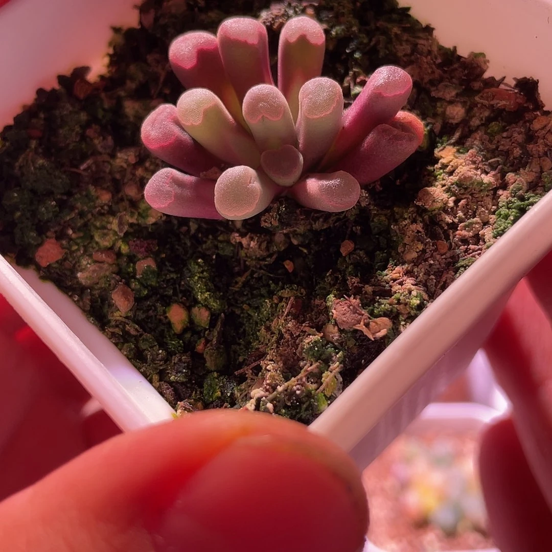 光玉一颗特价包邮