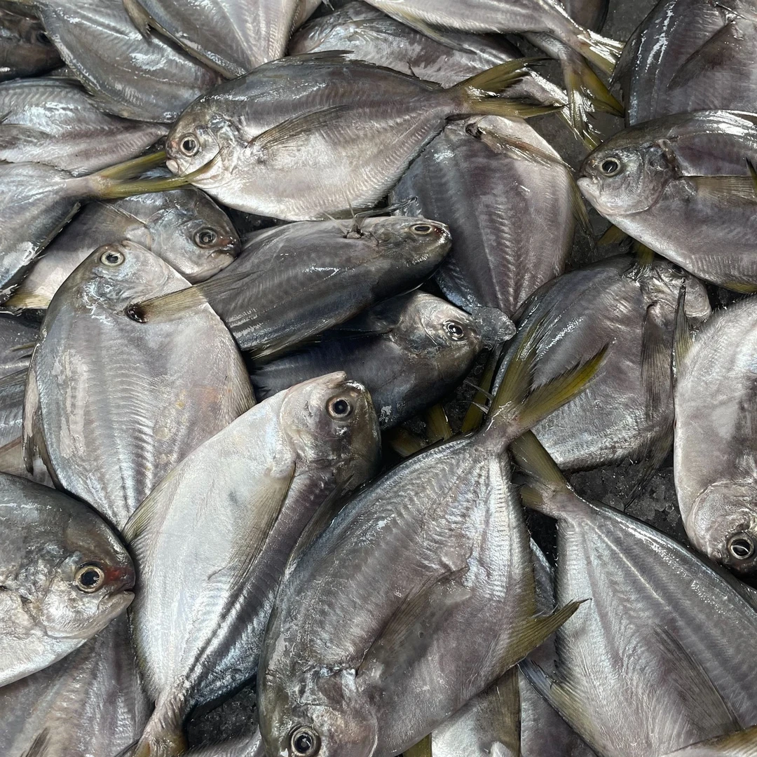 湛江本港新鲜天然野生海捕南美肉鲳 一斤4条（肚子易破介意勿拍）