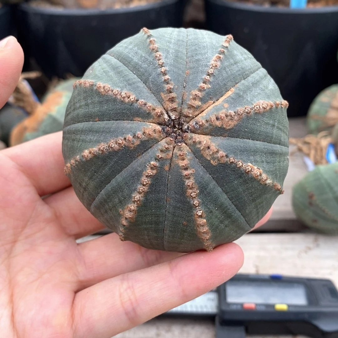 33欧系实生布纹球一物一拍