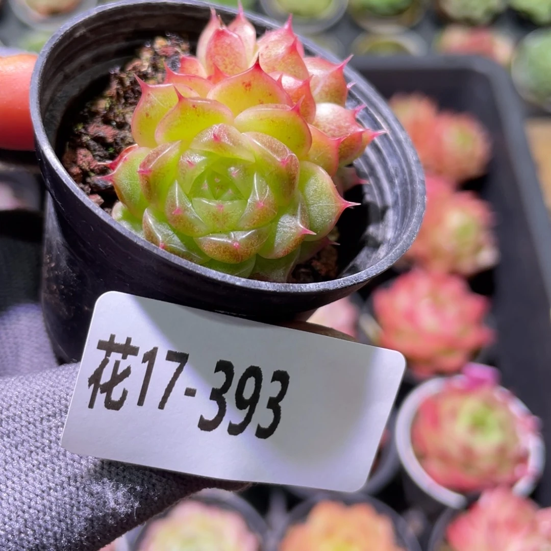 花利美17-393海王双头