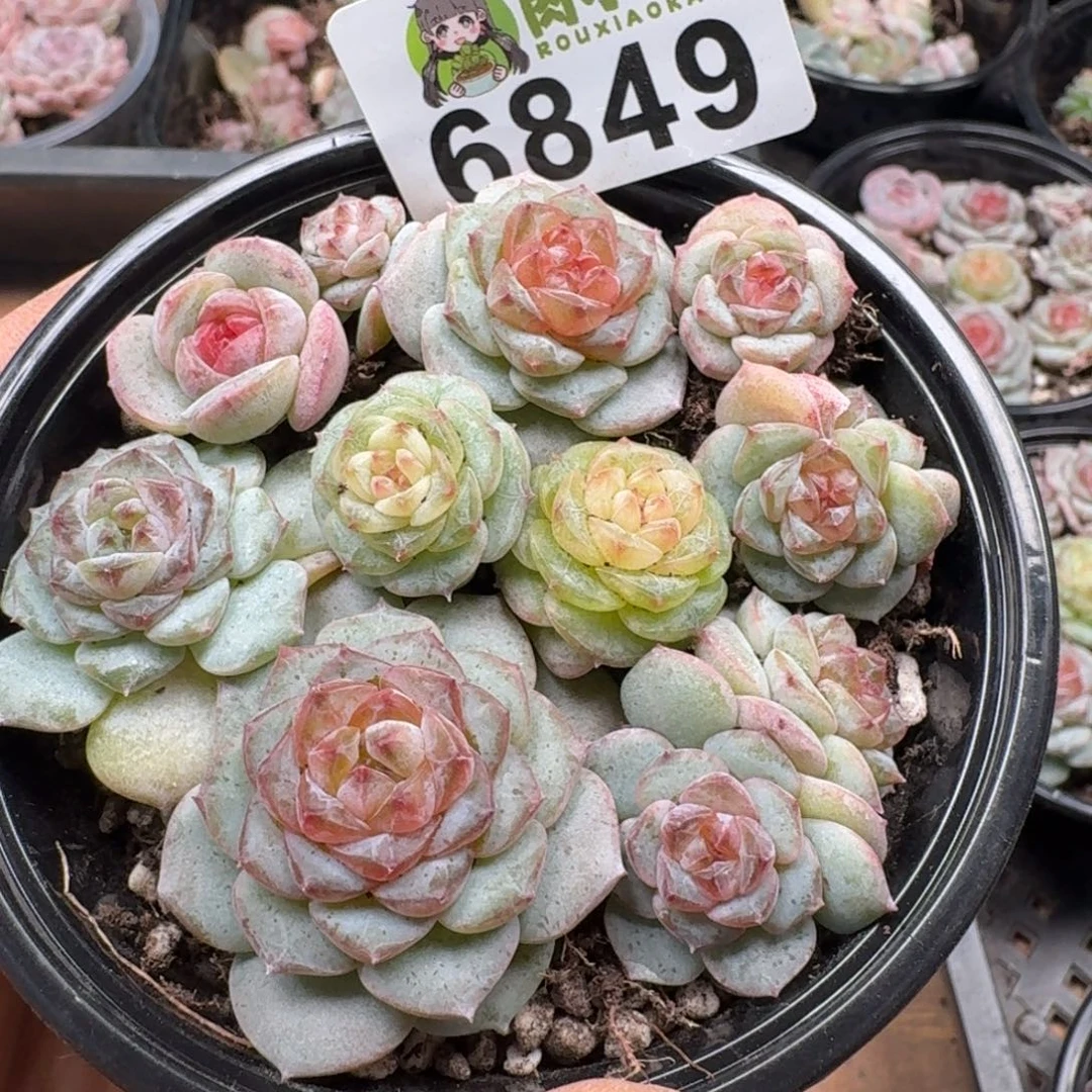 多肉植物多肉植物