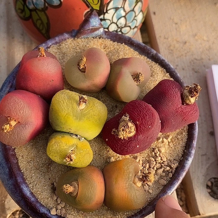 29533一组双头彩色