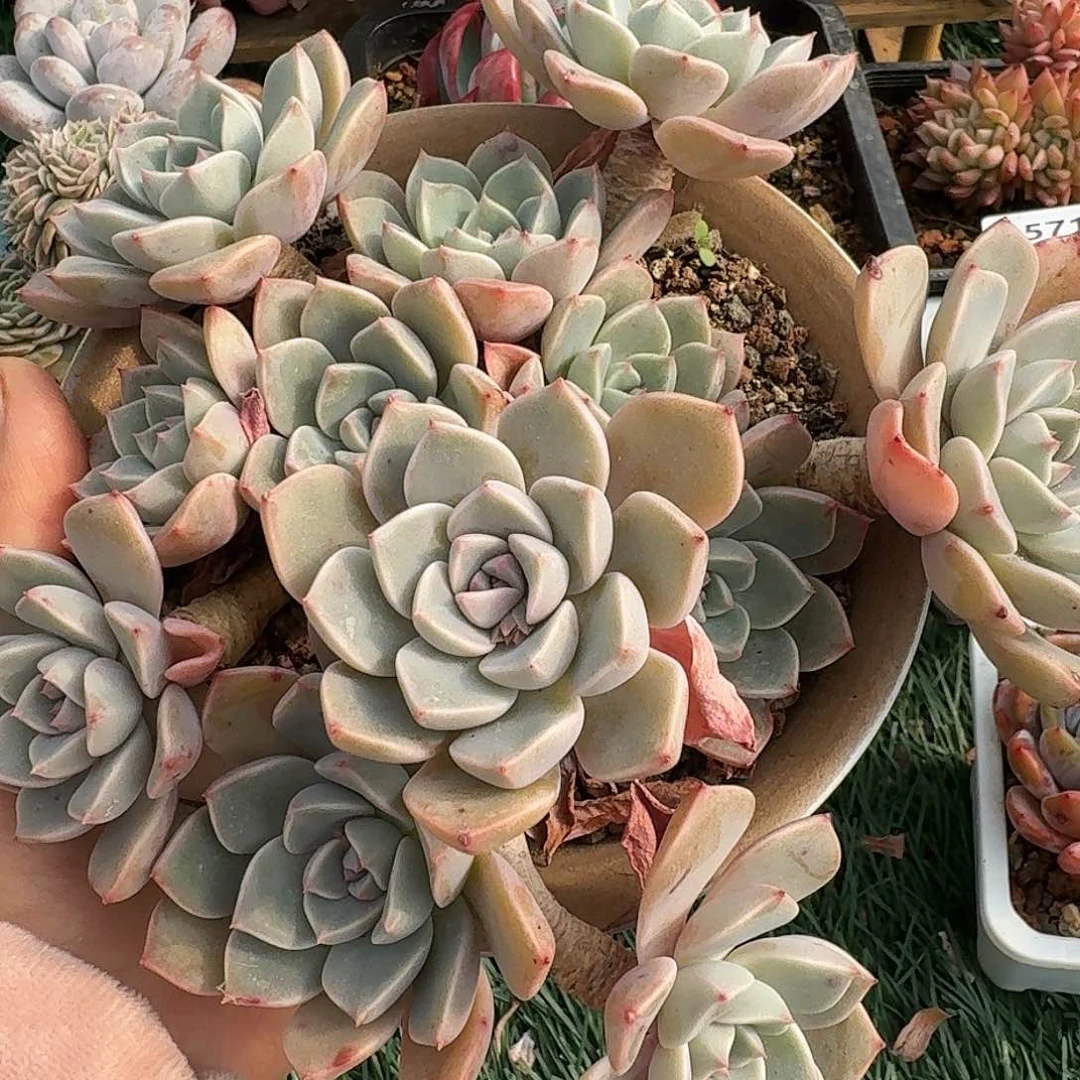 1576一物一拍（满28包邮）