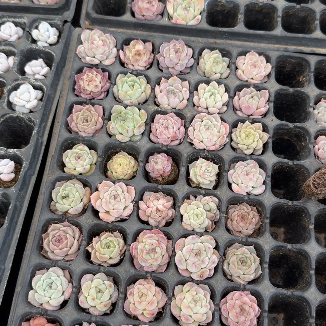 白吉梦露贪心量拍22-5