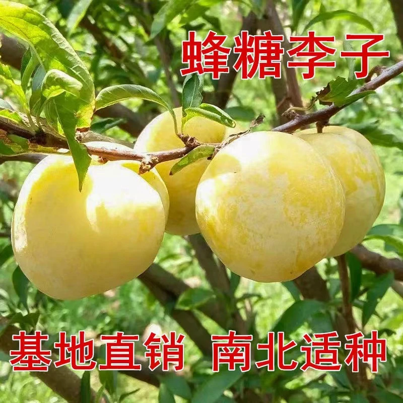 【带土带叶带分枝】蜂糖李子苗冰糖李子树苗地栽盆栽南北方种植
