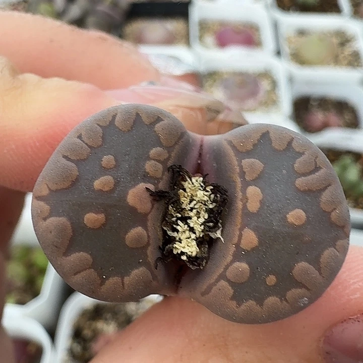 老马生石花紫大牙/62