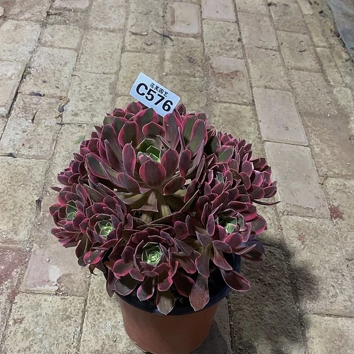 花***落幻莎多肉植物576