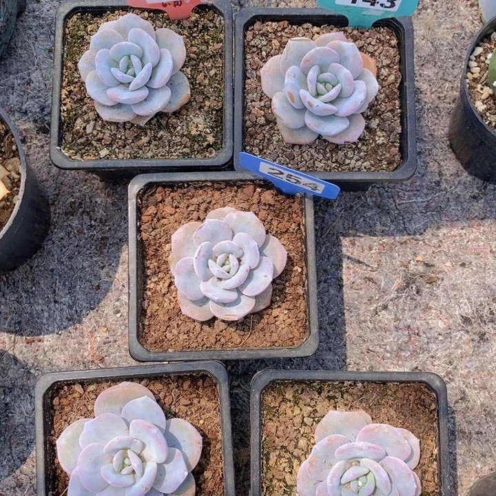 小*鼠162 143 254多肉植物3颗