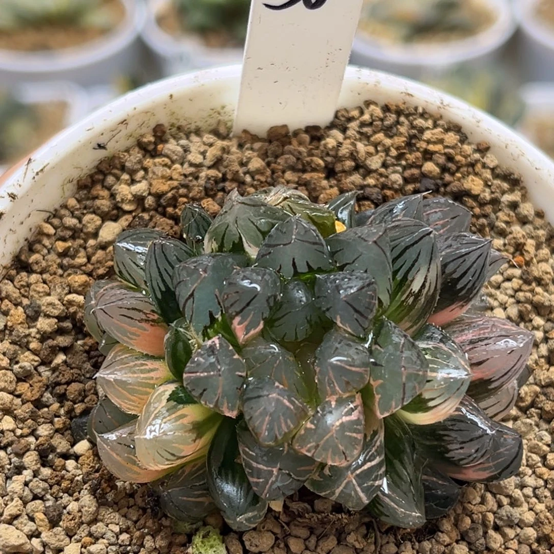 36群生霓虹灯玉露锦（根一般介意勿拍）