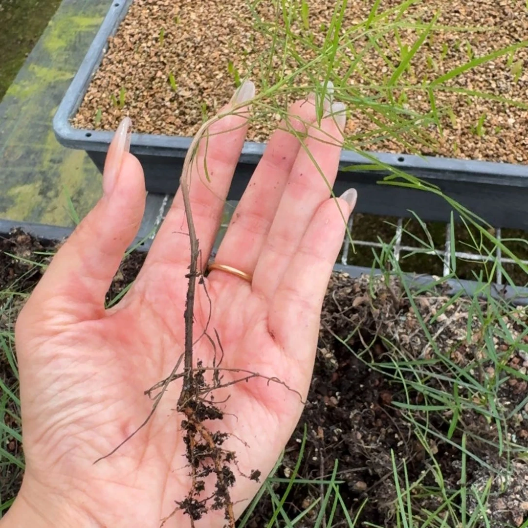 帕卡裂榄量拍多肉植物扦插