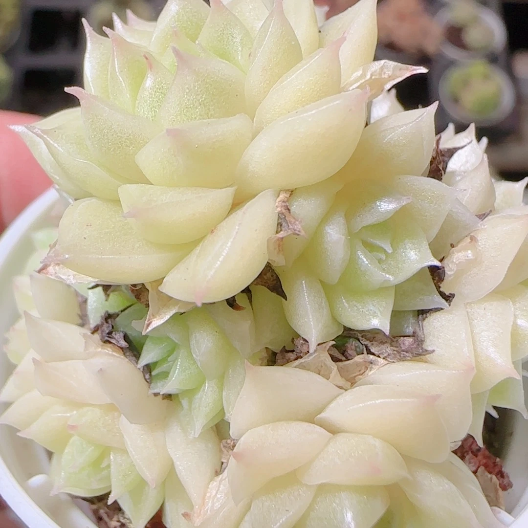 花语逸镜1105-493散