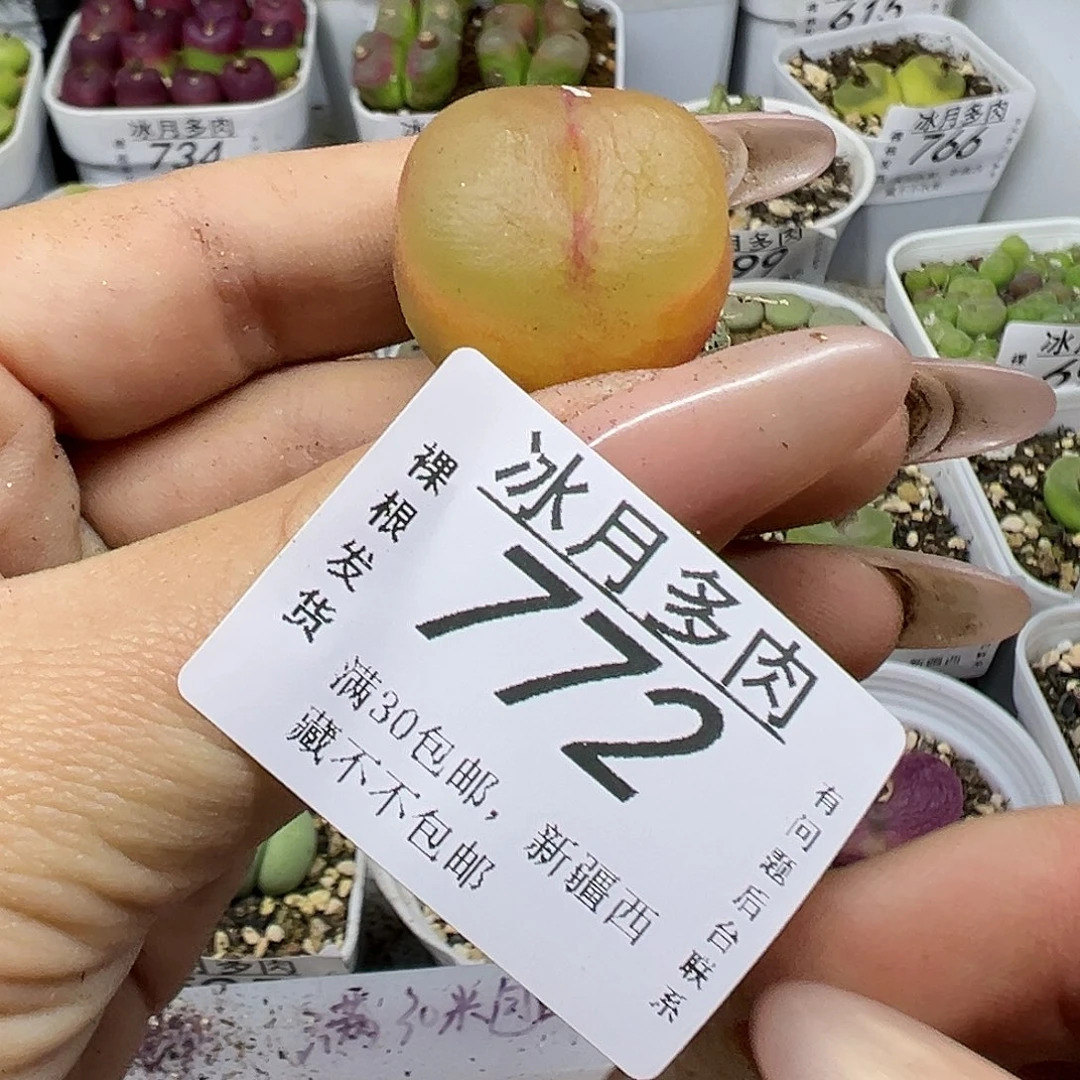 772毛汉尼裸根发货