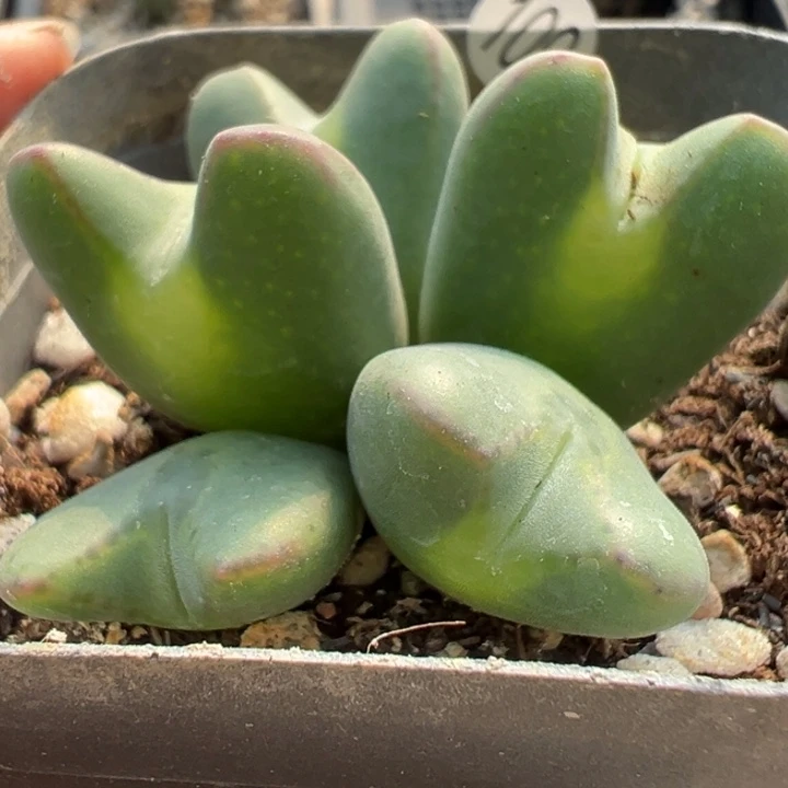 109号双12福利嗨不代表平时价格