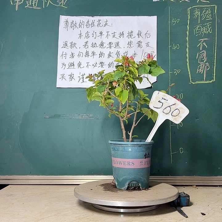 当前无花栽培后可以开花红九月 560