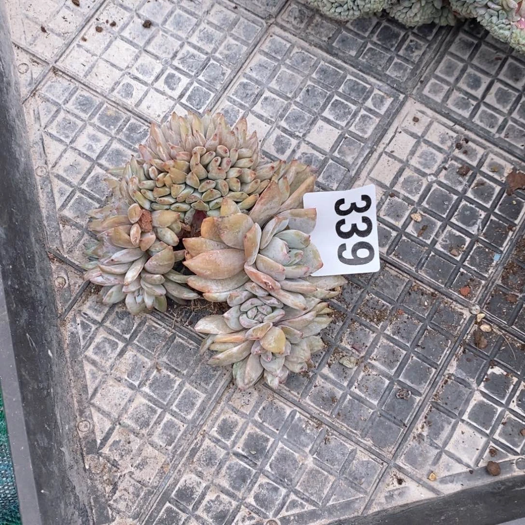 张***姐339石榴籽缀哇哇哇哇