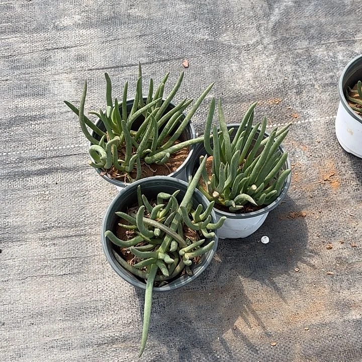 奔龙3盆一组发货